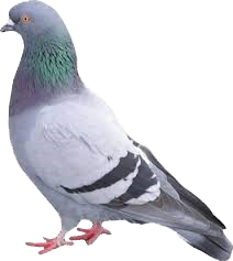 pigeonreal